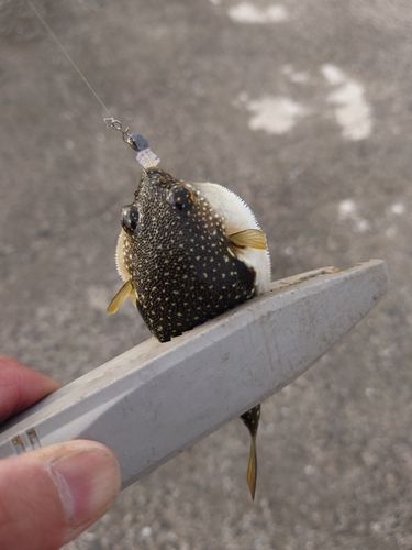 フグの釣果
