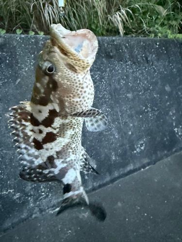 オオモンハタの釣果