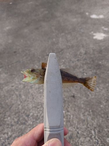 ハゼの釣果