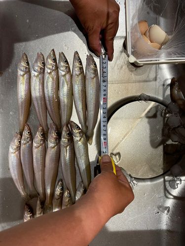 キスの釣果