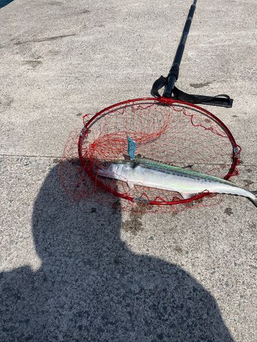 サゴシの釣果