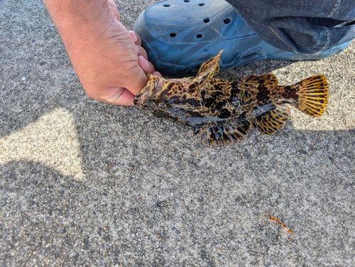 タケノコメバルの釣果