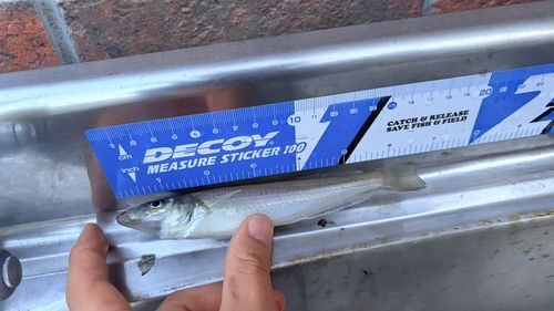 シロギスの釣果