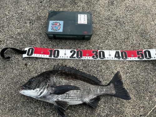 チヌの釣果