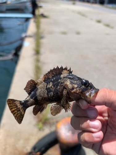 ムラソイの釣果