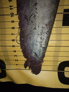 ナマズの釣果