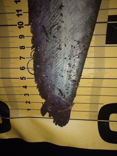 ナマズの釣果