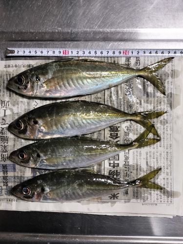 アジの釣果