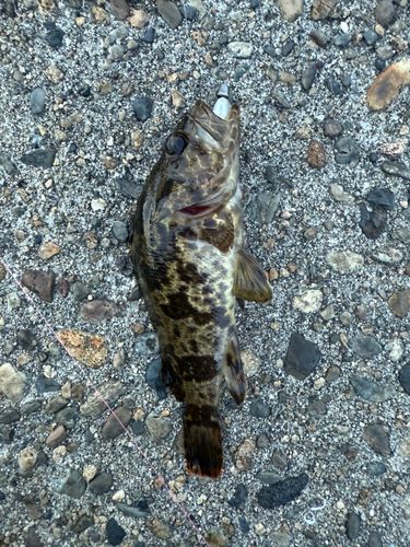 タケノコメバルの釣果
