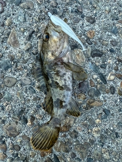 タケノコメバルの釣果