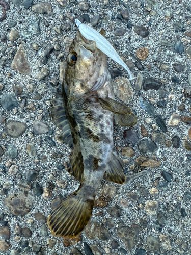 タケノコメバルの釣果