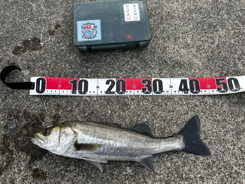 フッコ（ヒラスズキ）の釣果