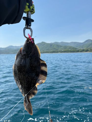 カワガレイの釣果