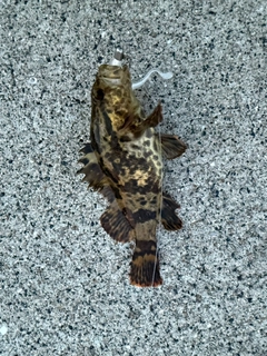 タケノコメバルの釣果