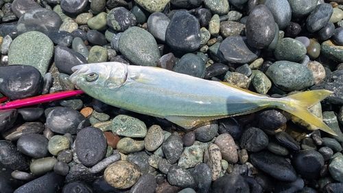ワカシの釣果