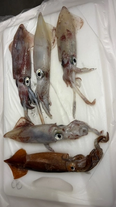 マルイカの釣果