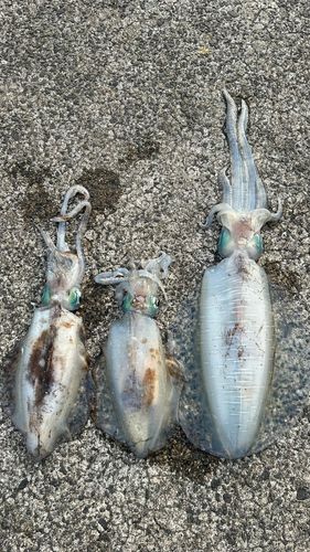 アオリイカの釣果