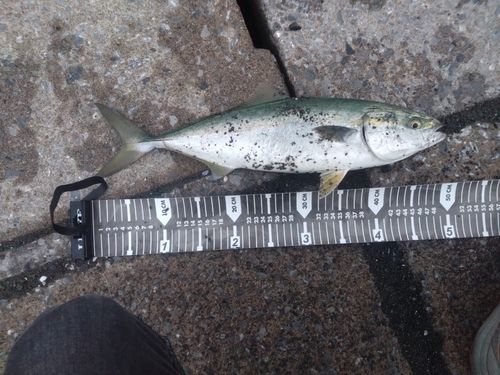 イナダの釣果