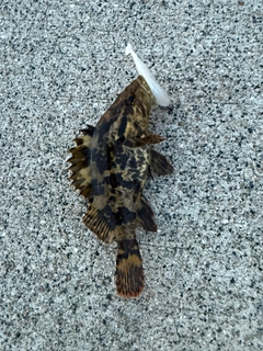 タケノコメバルの釣果