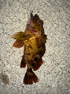 カサゴの釣果