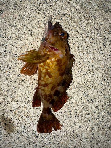 カサゴの釣果