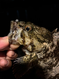 ムラソイの釣果