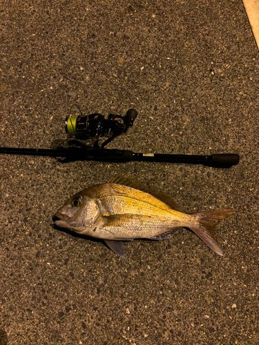 タイの釣果