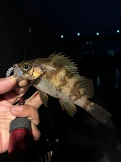 メバルの釣果