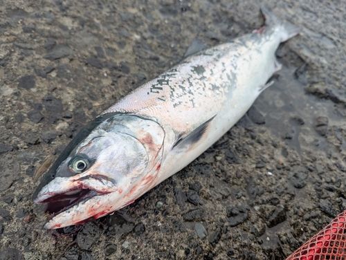 サクラマスの釣果