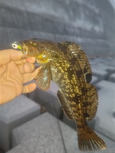 アイナメの釣果