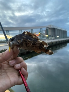 クロソイの釣果