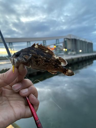 クロソイの釣果