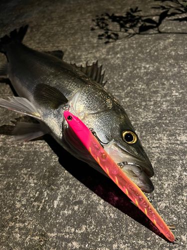 スズキの釣果