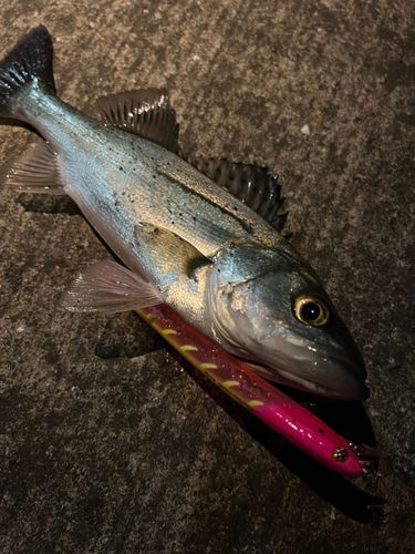 スズキの釣果