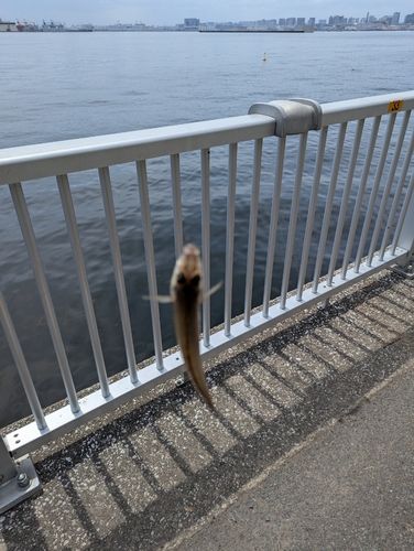 キスの釣果