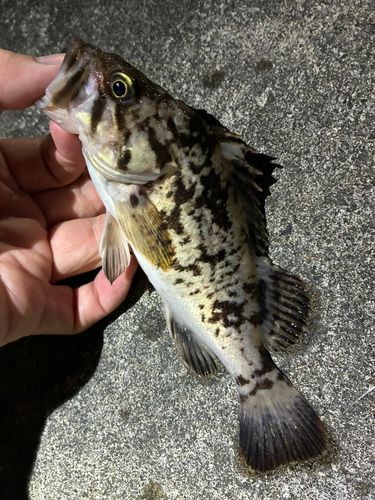 ソイの釣果