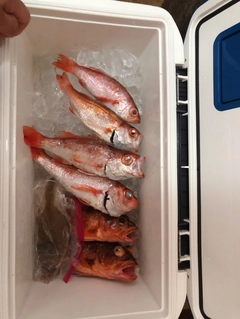 アカムツの釣果