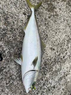 ブリの釣果