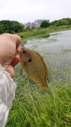 ブルーギルの釣果