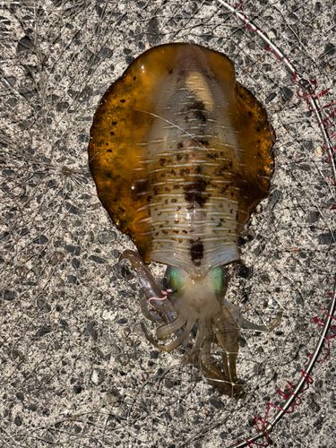 アオリイカの釣果