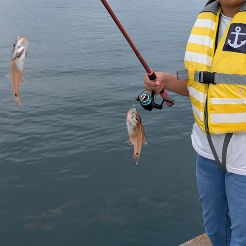 クロホシイシモチの釣果