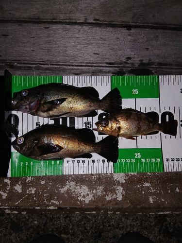 メバルの釣果