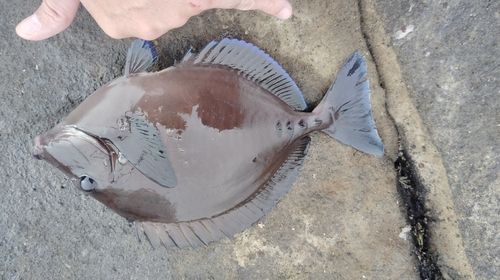 ニザダイの釣果