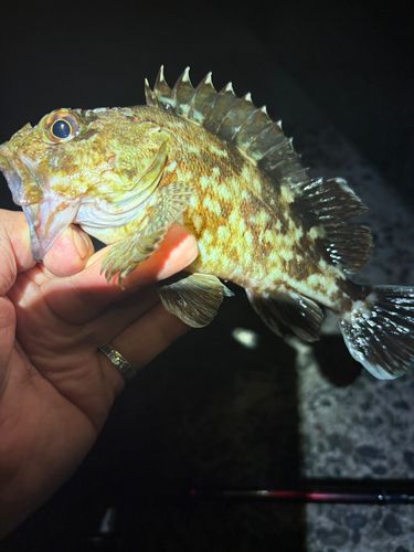 カサゴの釣果