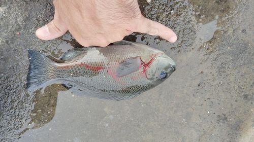 メジナの釣果