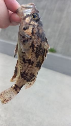 クロソイの釣果