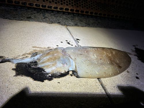 モンゴウイカの釣果