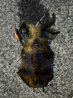 釣果