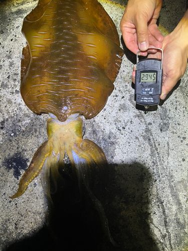 アオリイカの釣果