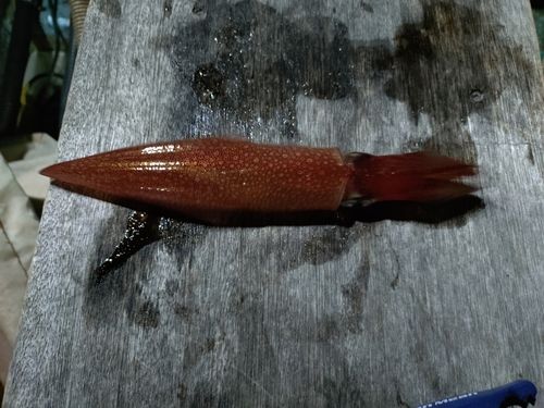 ケンサキイカの釣果
